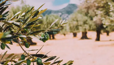 Tunisian Agricultural Expert Warns of Olive Tree Disease
