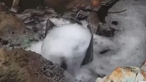Ijaw Group Declares Bille Gas Pollution a Crime Against Humanity