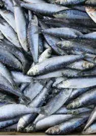 No new reports of dead sardines as laboratory testing resumes