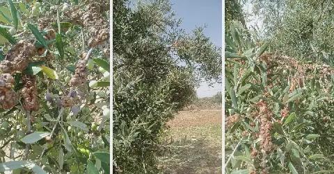 Urgent Measures to Contain Olive Tree Disease in Tunisia's Mahdia Region
