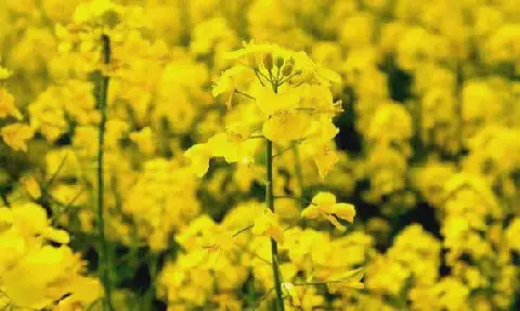 Awareness Campaign on Oilseed Cabbage Cultivation Launches in Jendouba