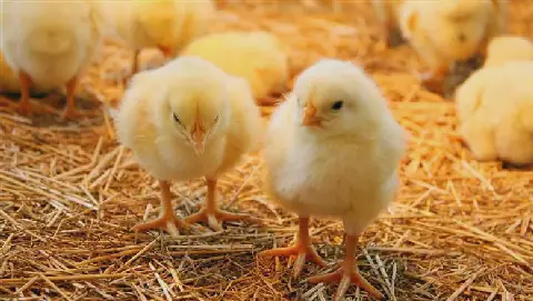 Egypt's Chicken Market Sees Varied Prices for Chicks on Monday