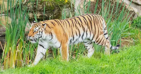 A tiger stands inside its enclosure at Yorkshire Wildlife Park as debate continues over the animal’s fate after a deadly incident