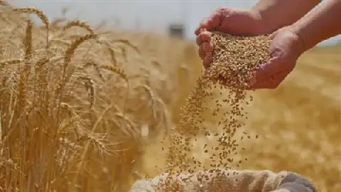 Egypt's Strategic Wheat Reserves Deemed Secure