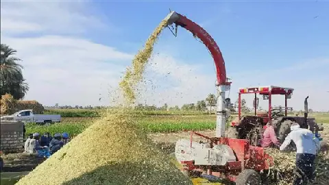 Egyptian Farmers in Asyut Trained on Silage Preparation to Improve Livestock Nutrition