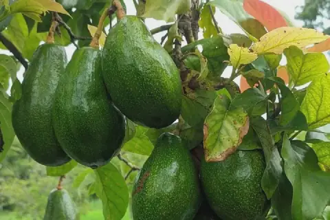 Tanzania eyes new export markets in avocado boom