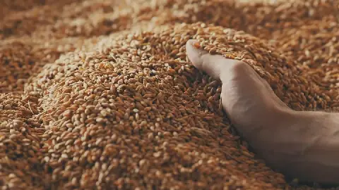Algeria Returns to Global Market to Import Soft Wheat