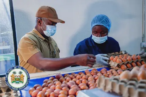 If Sierra Leone Wants Food Sovereignty, It Must Start with the Chicken and the Egg