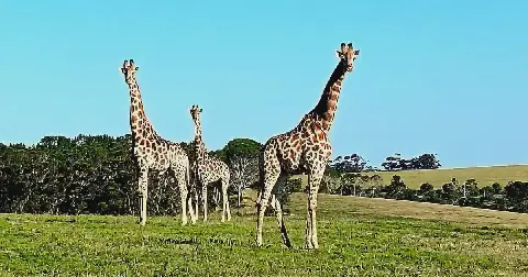 The Indlulamithi (giraffe) scenarios are planning tools that remind South Africans the future is a choice, not an inevitable fate, says the writer. Picture: The Herald/Eugene Coetzee