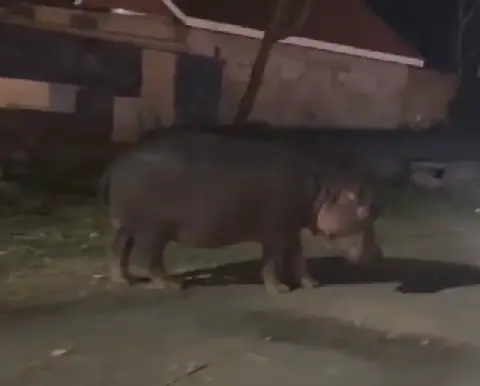 Naivasha residents in fear as stray hippos roam residential estates