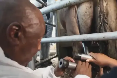 South African President Cyril Ramaphosa Spotted Milking Cows at Redlands Dairy Farm