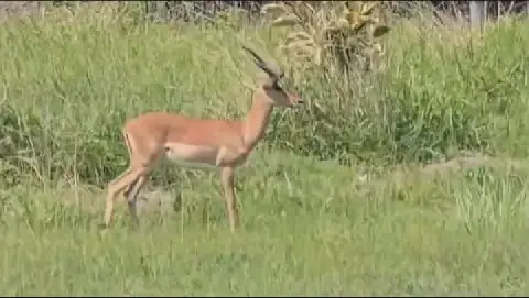 Residents urged to report impala sightings near Higginson Highway in Chatsworth
