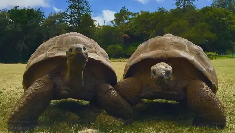 tortoise