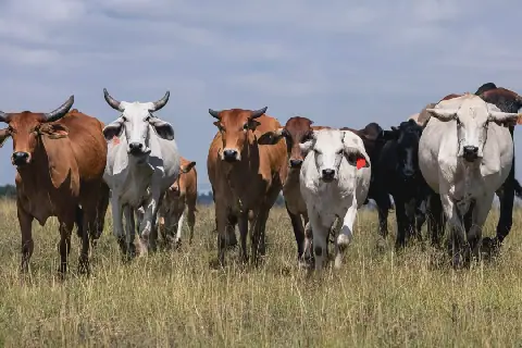 Make Farming Easier in South Africa, Not Harder