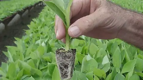 Egypt's Dar al-Ifta Clarifies Ruling on Plant Cloning