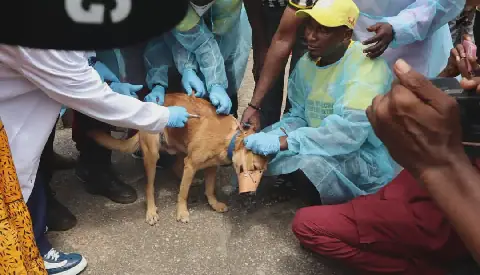 Guinea Launches Free Dog Vaccination Campaign Against Rabies