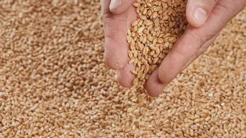 Algeria's Wheat Tender and Black Sea Crisis Drive Global Price Surge