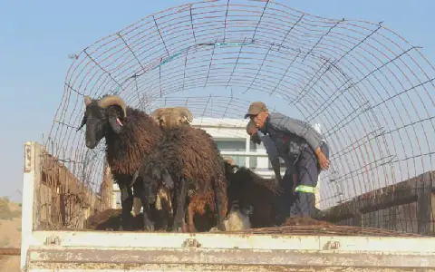 Karakul Board’s annual loss widens to N$1 million