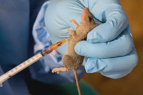 Lassa Fever Spreads Across Nigeria, Death Toll Hits 268