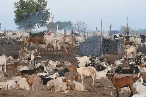 Armed men steal three cows, 12 goats in Gogrial East