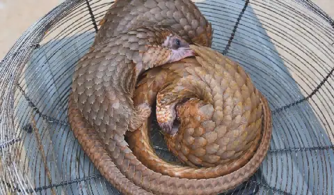 Nigeria Customs Intercepts Three Live Pangolins in Anti-Smuggling Operation