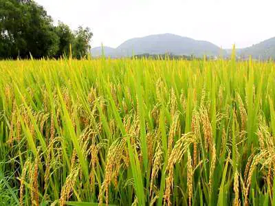 Can Tanzania build youth-led rice economy? Evidence from Mbarali