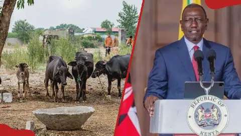 Ruto.Buffaloes