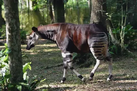 Threats from ADF Rebels Raise Concerns for Okapi Wildlife Reserve in DR Congo's Ituri Region