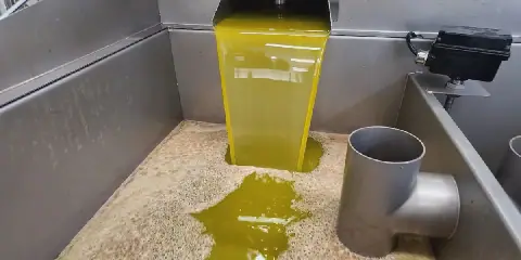 Tunisian Olive Oil Exports Reach 4 Billion Dinars in Nine Months