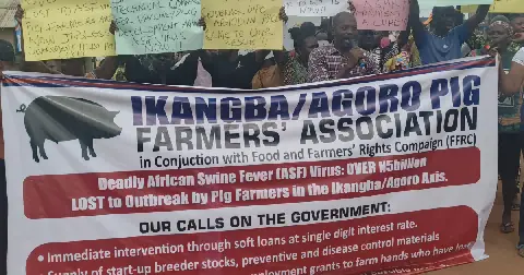 Ogun Pig Farmers Suffer N5bn Loss to African Swine Fever