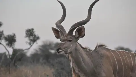 Foot-and-Mouth Disease Confirmed in Kudu at Addo Elephant National Park