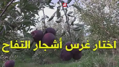 Young Algerian Man Leaves Construction to Cultivate Apple Trees
