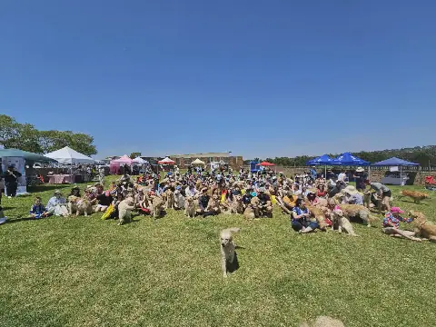 Gauteng Golden Retrievers raise over R45,000 for rescue organisation