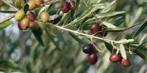 Tunisia Allocates 150 Million Dinars to Support Olive Oil Sector