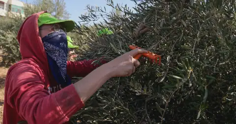 IDF Detains New York Democrat Brad Lander and Dozens of Activists During West Bank Olive Harvest