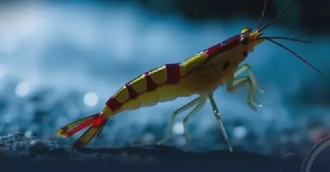 Scientific Report: Blind Shrimp Rediscovered in Benghazi Caves After a Century, Warnings Issued Over Its Habitat