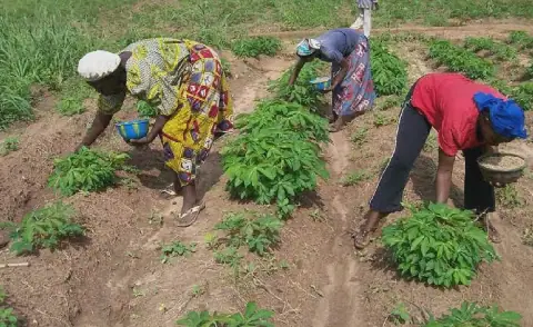 Niger farmers to test hybrid maize in dry-season farming push