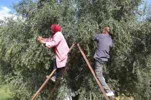 Olive Harvesting Season Kicks Off in Tunisia's Kairouan