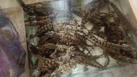 Egyptian Authorities Foil Attempt to Smuggle Dozens of Crocodiles at Aswan Railway Station
