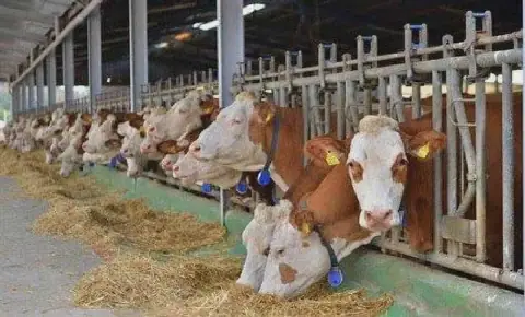 Algerian Agriculture Chamber Urges Vigilance Against Foot-and-Mouth Disease