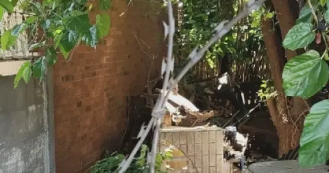 The beehive in a Primrose backyard has left a Germiston dad feeling disgruntled after the swarm attacked his home, frightened his children and killed two of his dogs.
