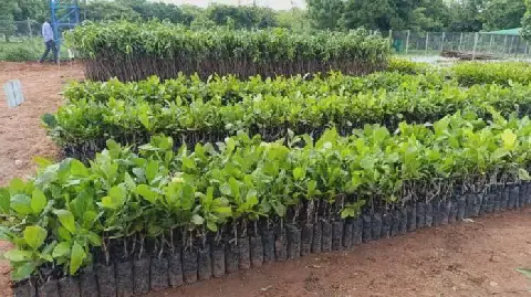 Burkina Faso Chamber of Commerce Formalizes Businesses of 73 Nurserymen and Landscapers