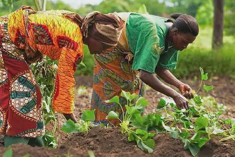 Kaduna women's vegetable farming fuels economic revolution