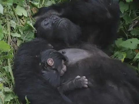 RDC : une nouvelle naissance porte à 62 le nombre de gorilles de la famille Bageni dans le parc des Virunga