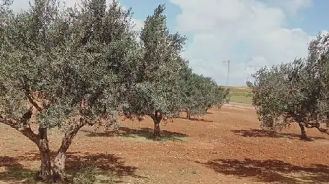 Tunisia: Authorities Reclaim International Agricultural Land in Banzart