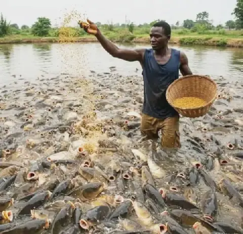 Le poisson d'élevage, une alternative viable à la pêche traditionnelle au Mali