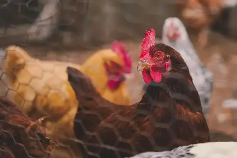 South Africa Refuses Blanket Ban on Brazilian Poultry After Disease Outbreak