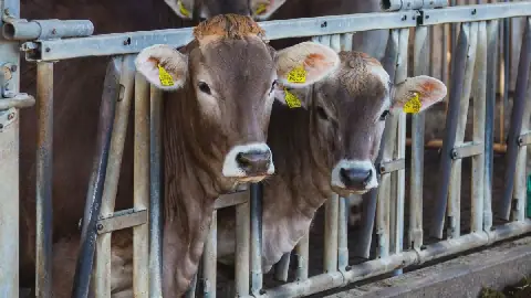 Algeria Limits Suspension of Livestock Imports to Breeding and Fattening Cattle
