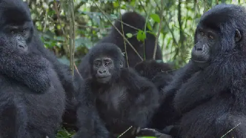 Gorilla Tourism in Uganda and Rwanda at Risk Due to Lack of Enforcement of Visitor Rules