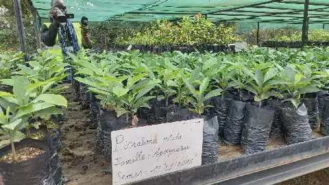Guinea's Simandou Project Establishes Rare Plant Nursery in Beyla